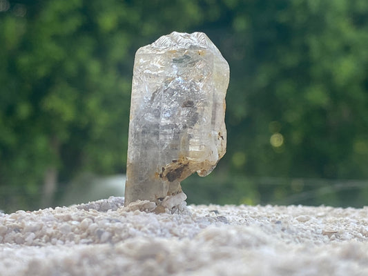 Black Tibetan Quartz Master Warrior Scepter Crystal w/Digital Guidebook